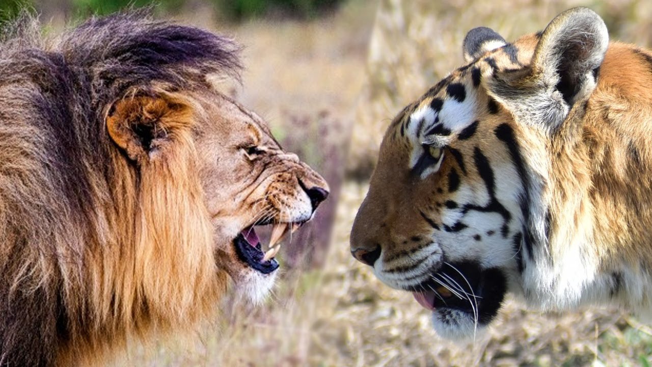 Harimau Benggala vs Singa Asia | Dan Pemenangnya Adalah ...