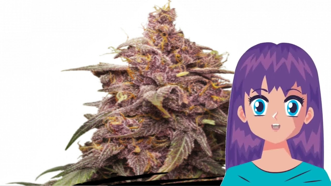Purple Punch &ndash; Seed Stockers