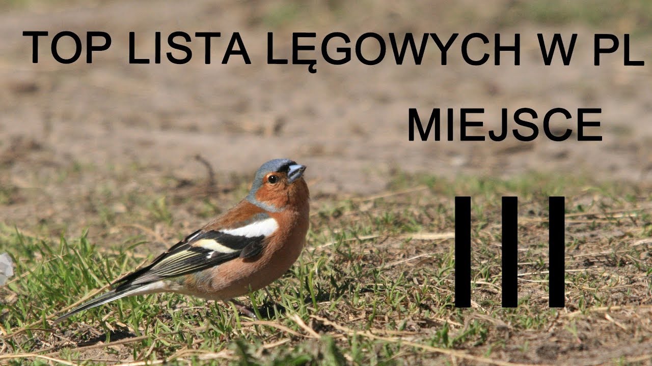 Top Lista trzech gatunków ptaków najliczniej przystępujących do lęgu w Polsce - miejsce III