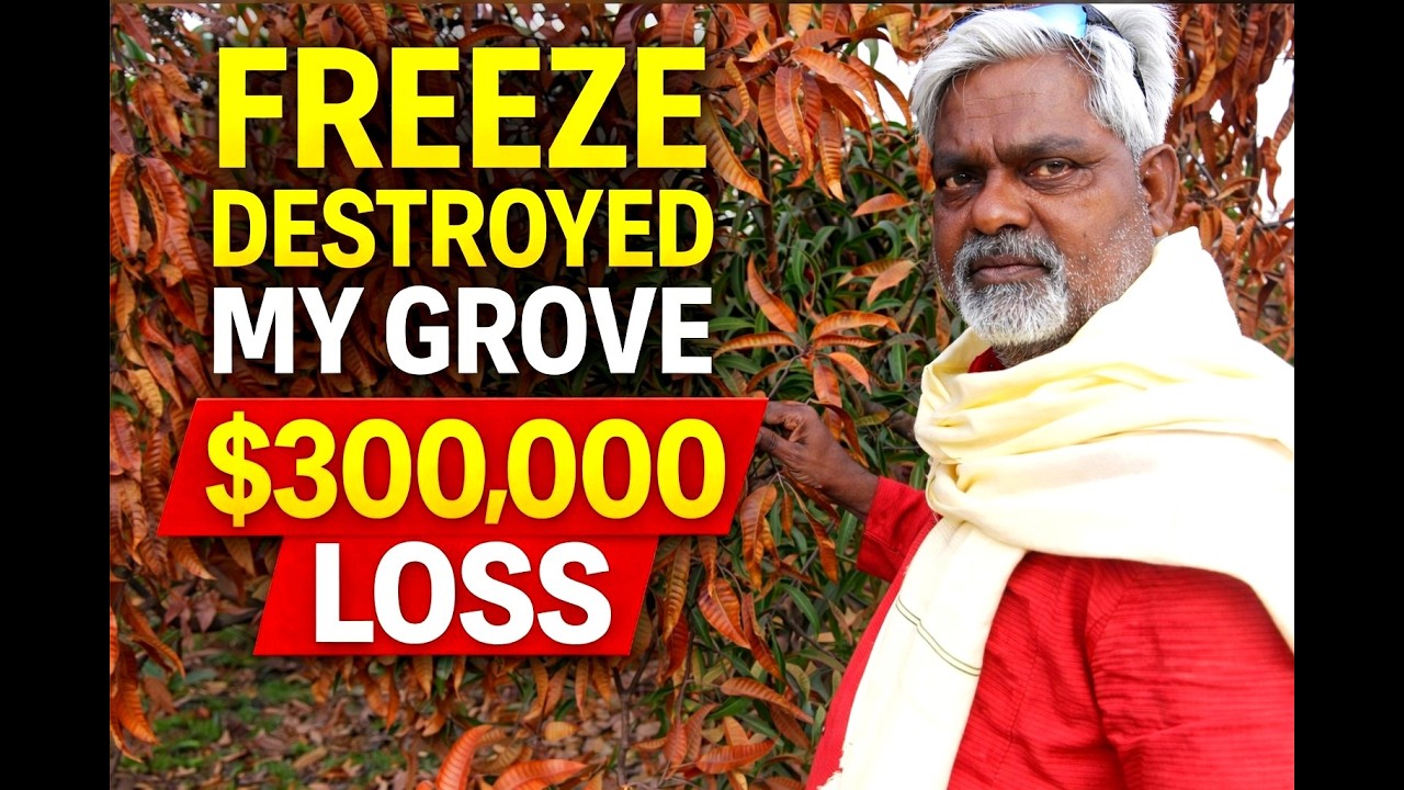 South Florida Mango Farm Freeze Damage | $300,000 Loss at Maharashi Farms