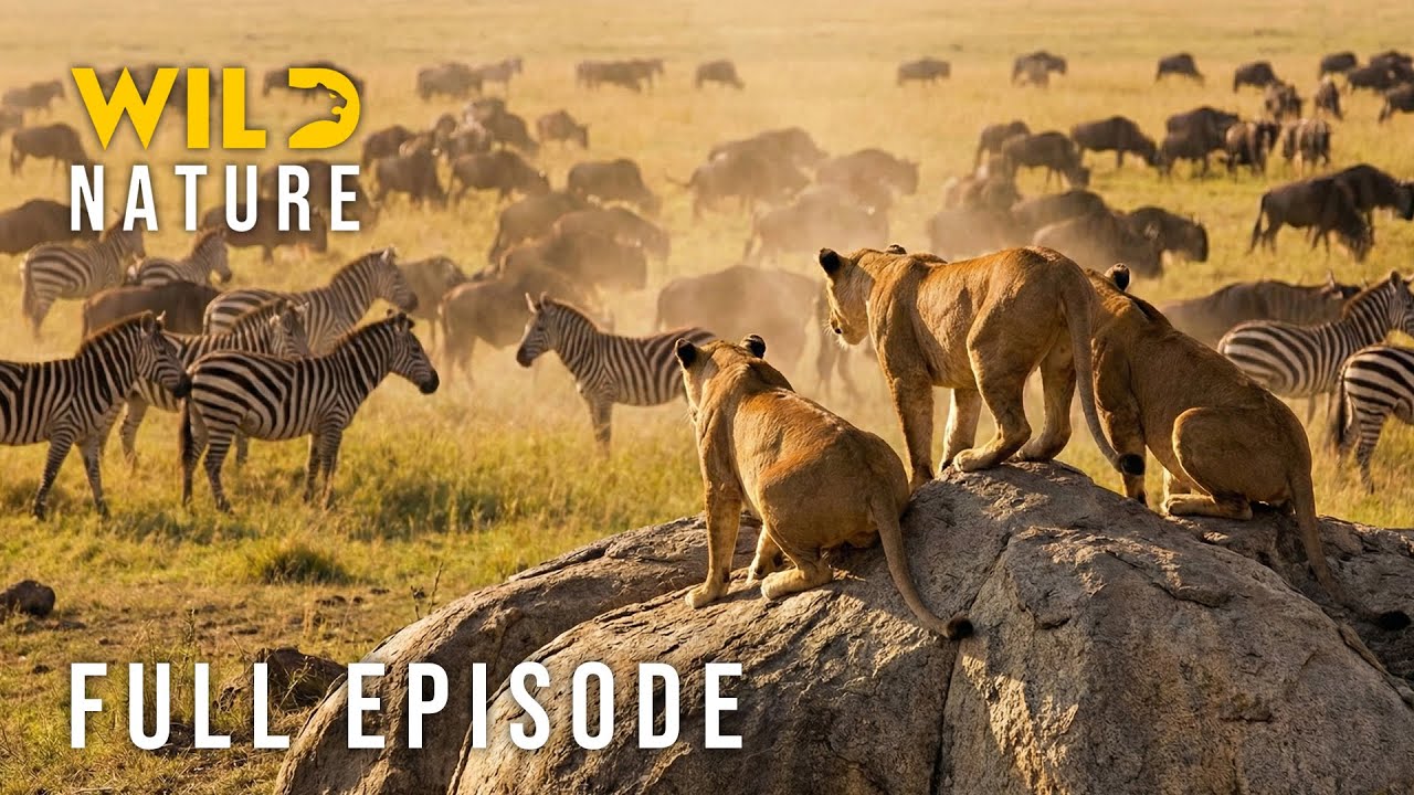 WILD SAVANNAH - Clash of the Fiercest Titans (Full Episode) | Nature animal documentary