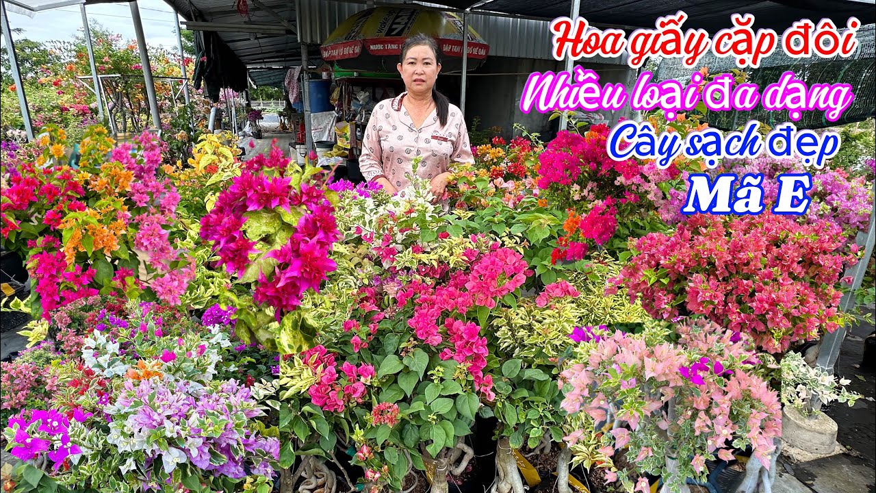 Hoa giấy cặp đôi nhiều loại cây sạch đẹp giá miễn phí ship..12/12😘📲 0706763012.Chị-Ngọc