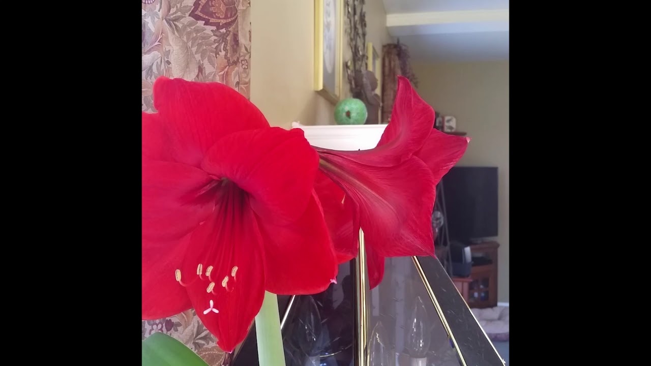 amaryllis time lapse april 2019