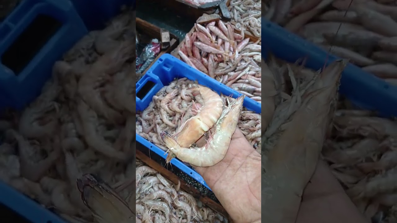 الاسعار قطاع لجميع انواع الجمبري وجميع الاسماك الماكولات البحريه ما تنسوش تدعمونا باشتراك وباعجاب🥺👉🏻