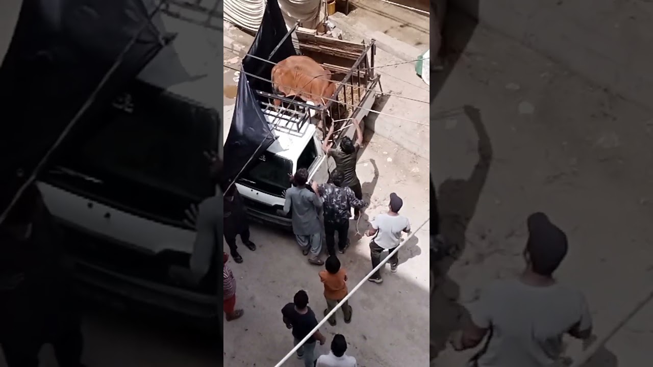 Rocket cow unloading🚀😨