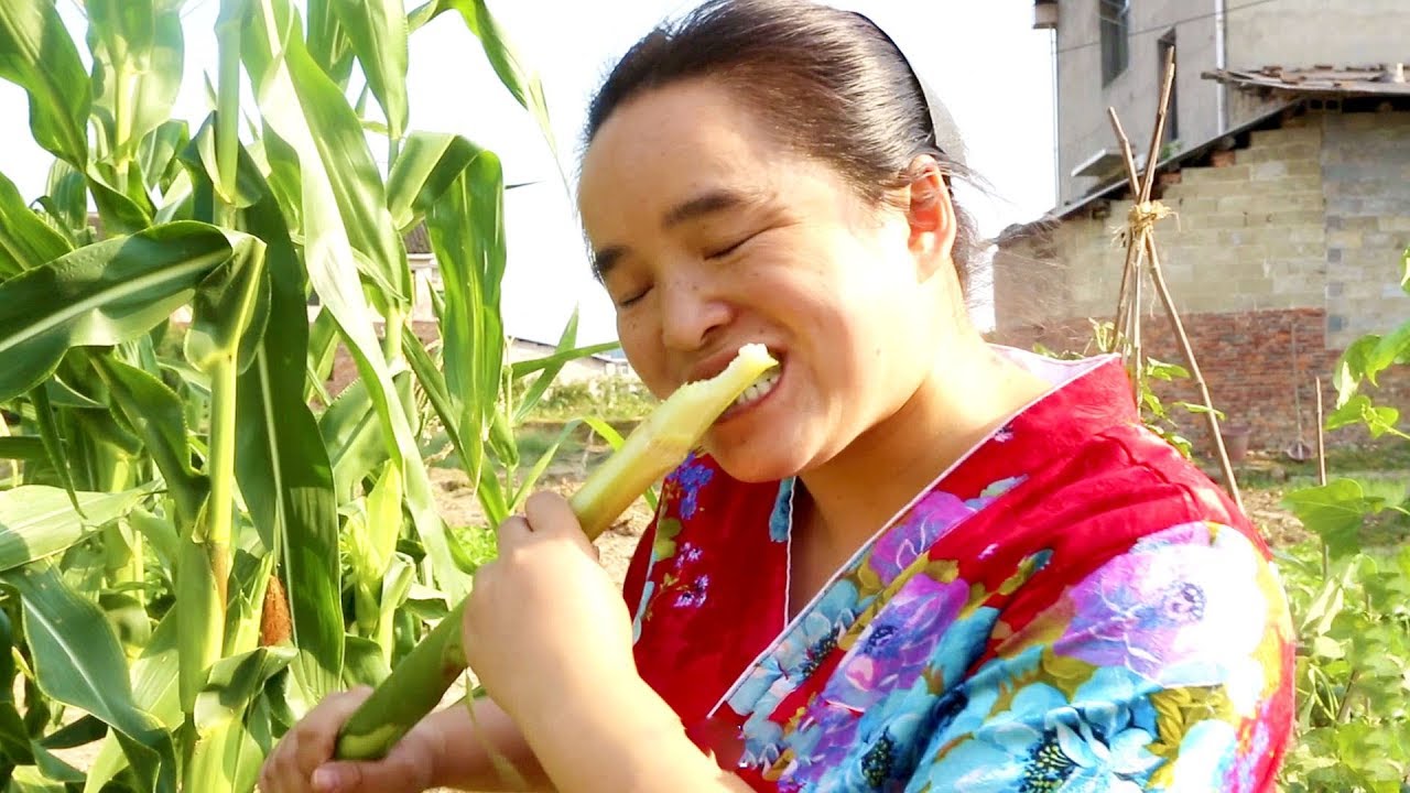 摘玉米竟然啃起了玉米秆？吃起玉米也是暴风席卷，果然苗大姐最厉害！【苗阿朵美食】