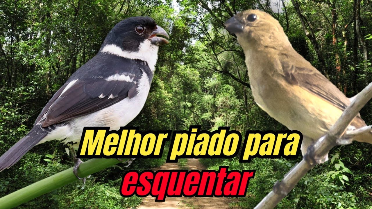 F&ecirc;mea de patativa pintada chamando e corruchiando macheando para esquentar e deixa cantando
