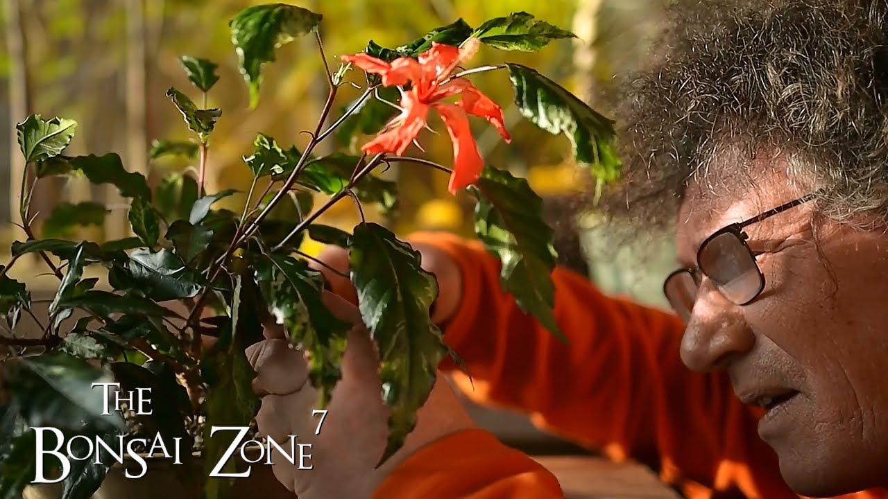 My Snow Queen Hibiscus Bonsai, The Bonsai Zone, Dec 2020