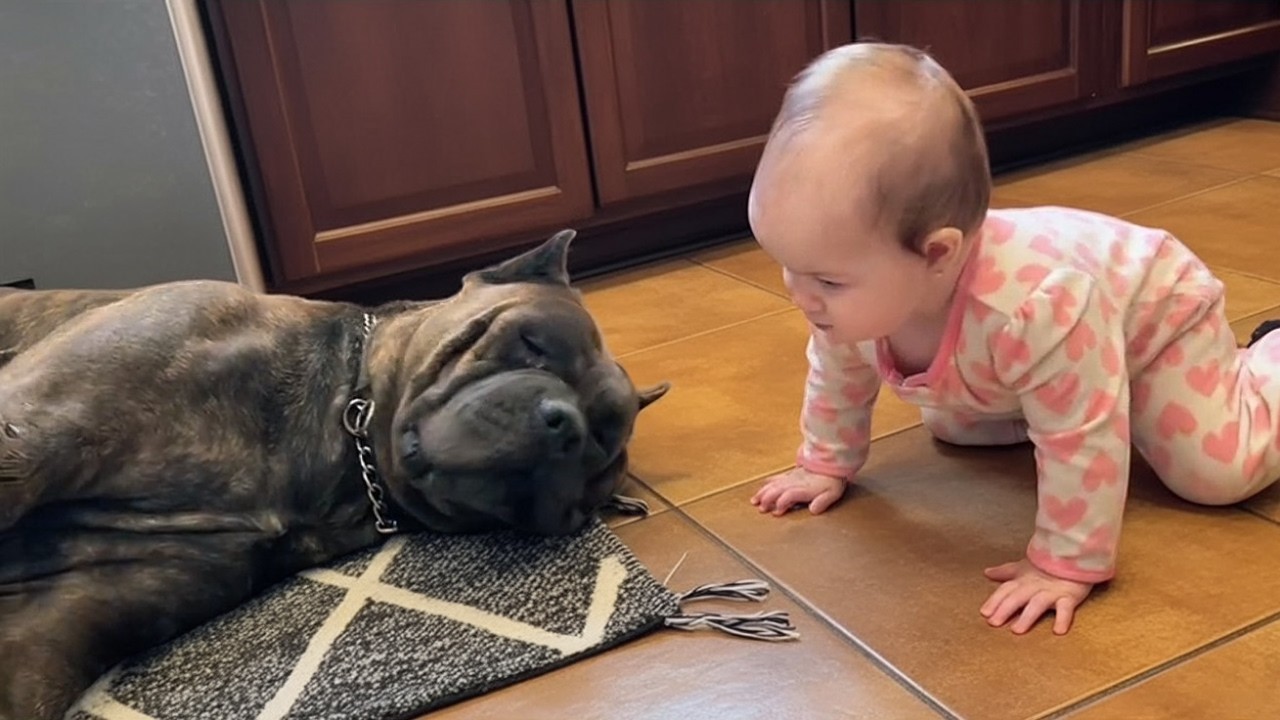 Mutter ließ sie 3 Minuten allein—was dieser 60-kg-Cane Corso tat wird dein Herz schmelzen