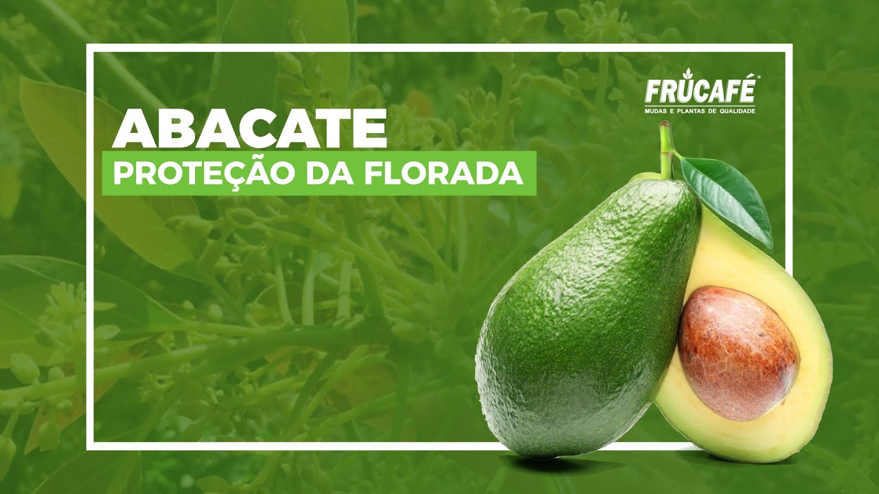 Como Proteger a Florada e os Frutinhos Novos do Abacate?