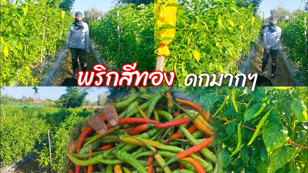 พริกสีทอง กำลังมาแรง ราคาดีมากช่วงนี้ ปลูก 3,000ต้น เก็บทุกวัน ช่างไฟฟ้าไปลูกพริก อาชีพเสริม