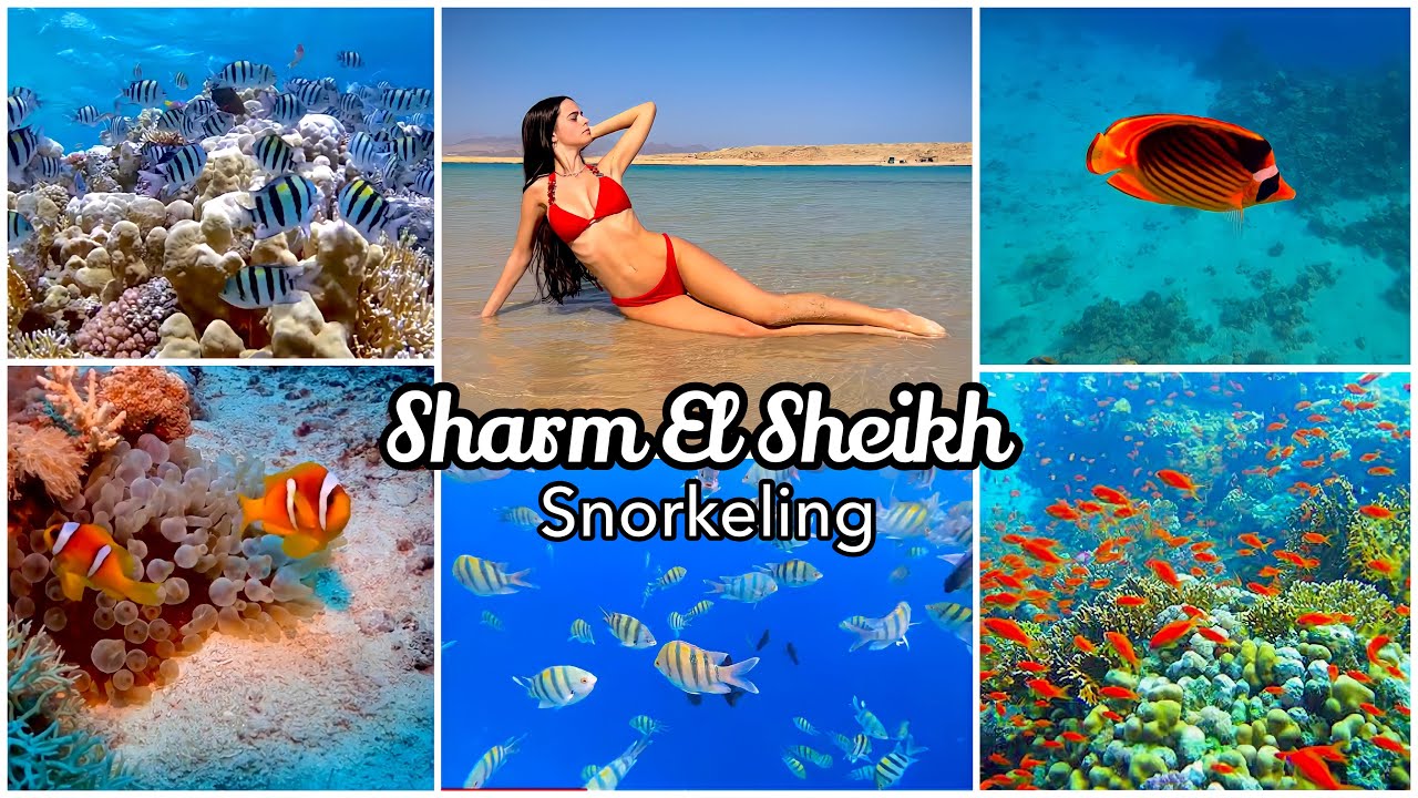 #5 VLOG: SHARM EL SHEIKH *Snorkeling a Ras Mohamed* 🐠🥽