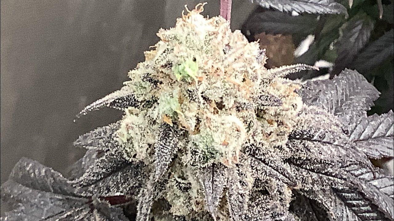 VEG TO HARVEST ETHOS GRANDPAS COOKIES#6 S1