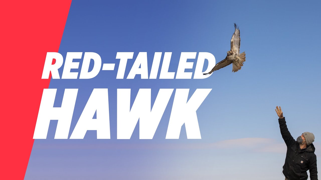 Homing in on the red-tailed hawk