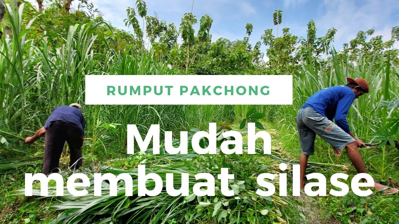 Membuat Silase Rumput Pakchong Anti Gagal