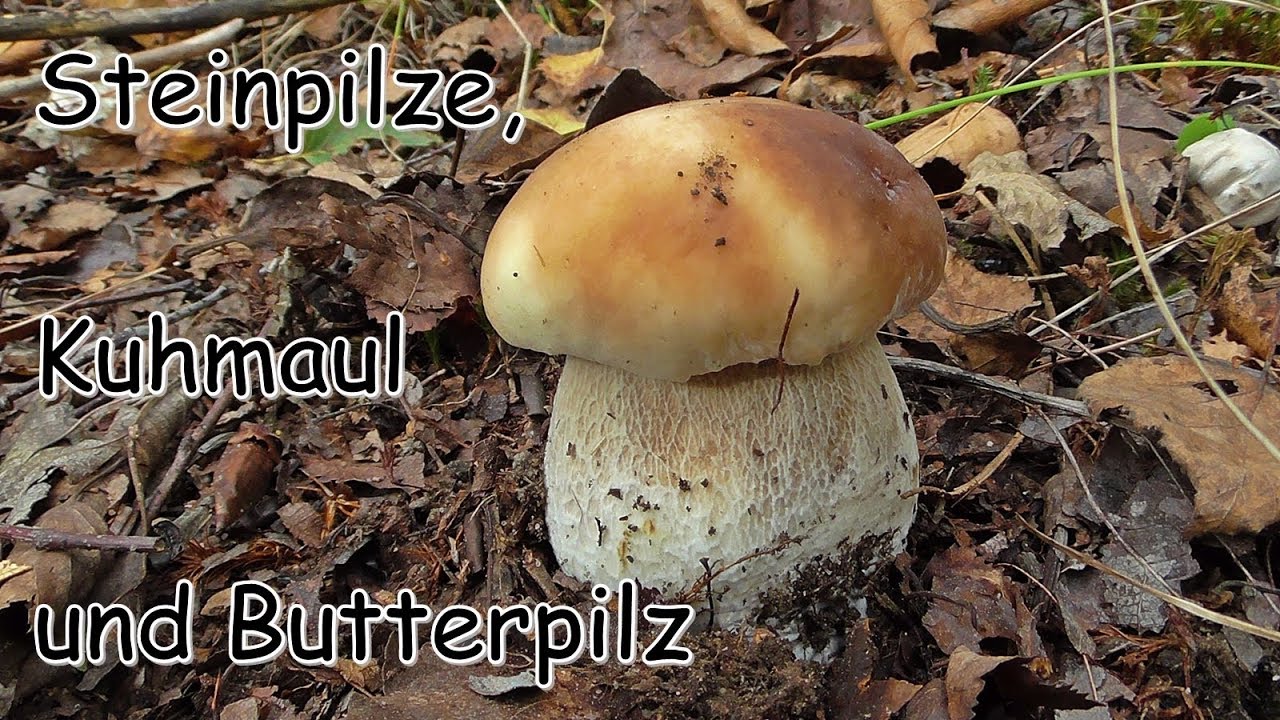 Steinpilze, Kuhmaul und Butterpilz - Pilze sammeln in der Septembersonne 2017