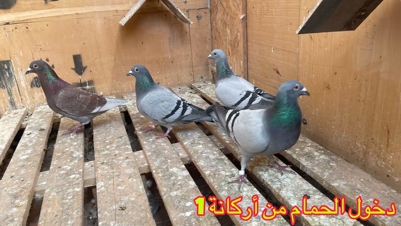 دخول الحمام من مسابقة أركانة1 + الإعلان على الفائز