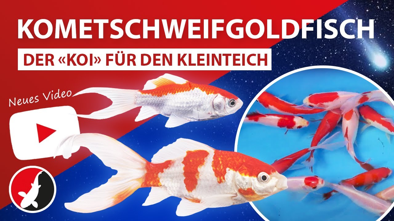 Kometschweifgoldfisch - Der 