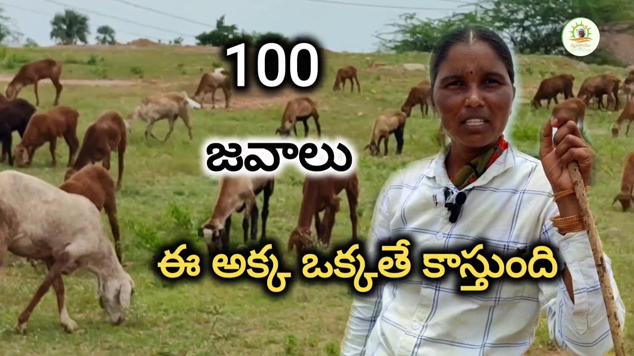 వ్యవసాయానికి అనుబంధంగా గొర్రెల పెంపకం చేస్తే, రైతేరాజు / #sheep farming /#agriculture #vyavasayam