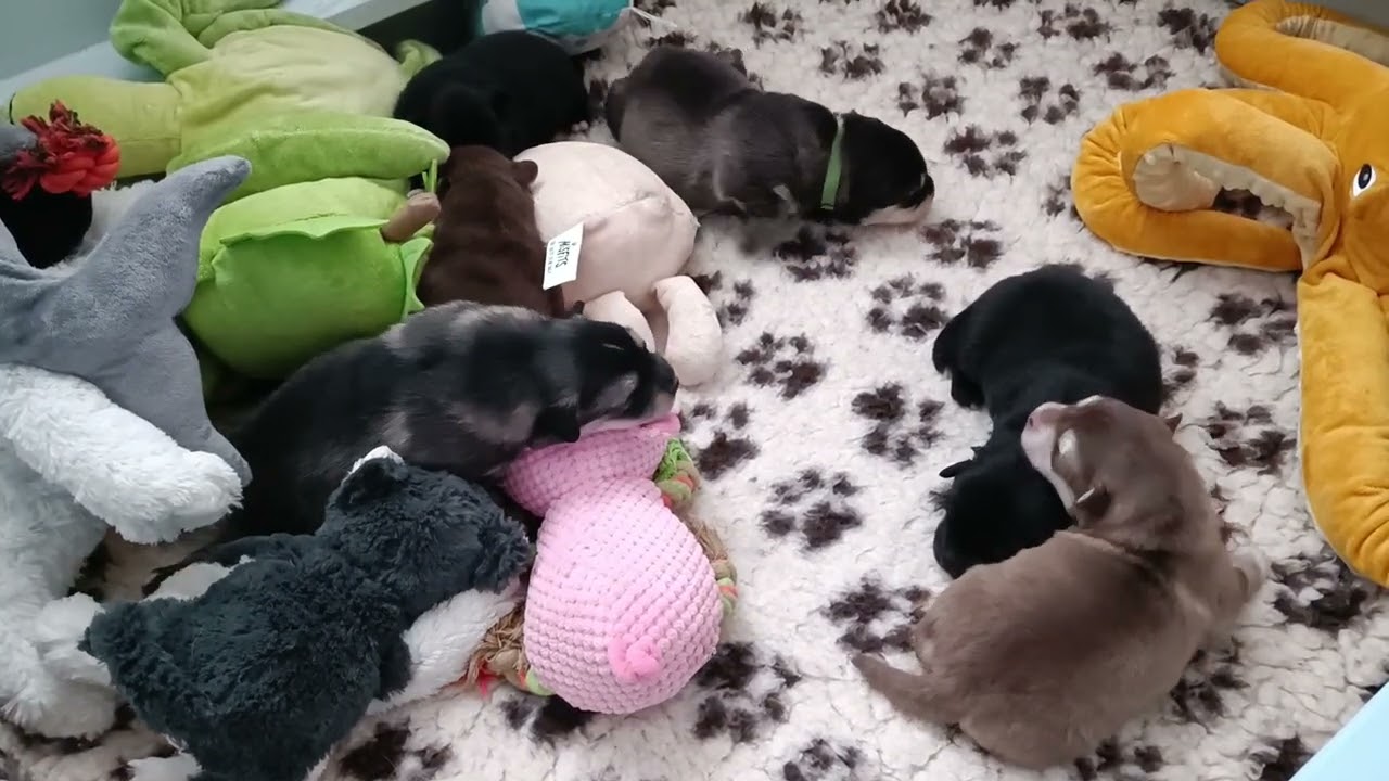 Finnische Lapphunde of Northern Lights H-Wurf 12 Tage