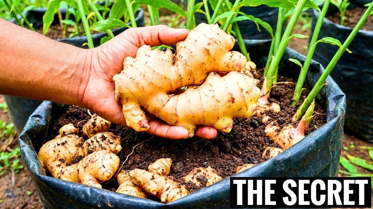How to Ginger Cultivation | Ginger Farming Tips You Must Know 🫚 | High Yield