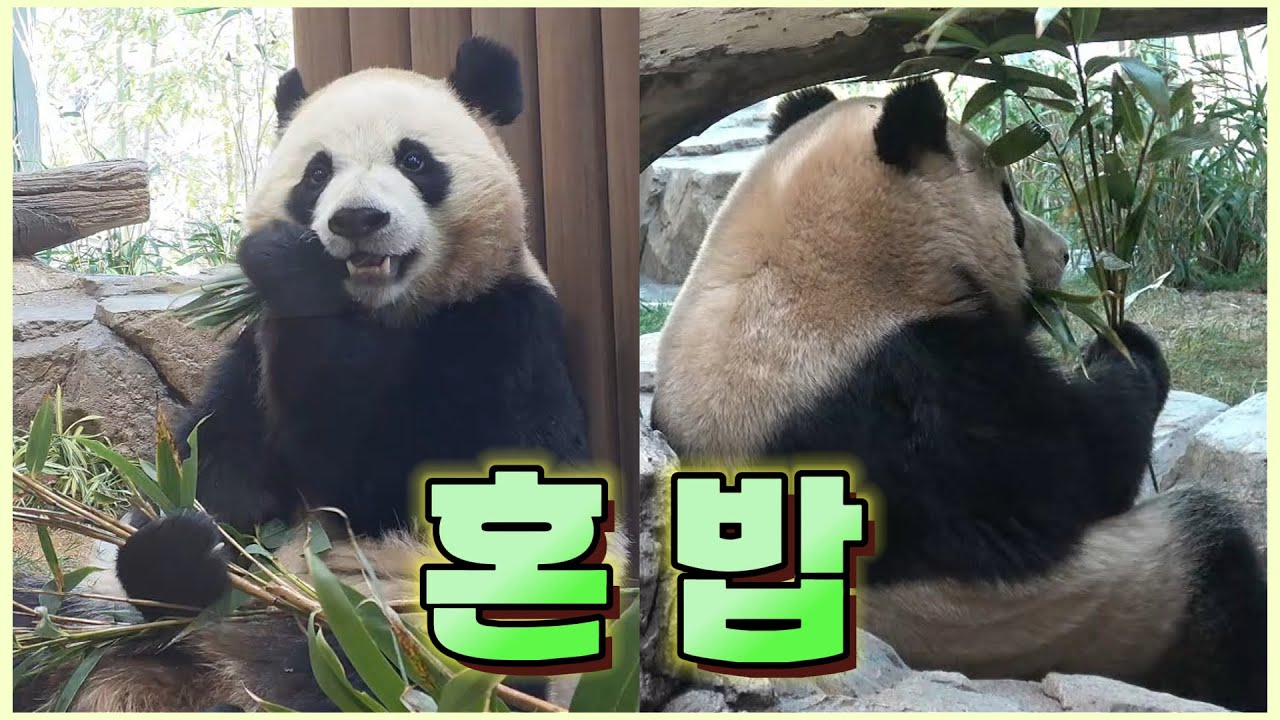 [EVERLAND PANDADWorld]고독한 미식가들 프로 혼밥러들 잠은 같이 자지만 밥은 따로 먹자260124