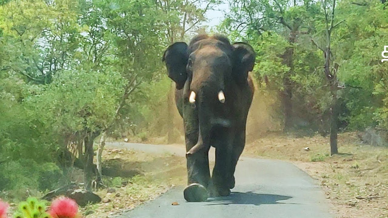 Elephant chasing us in Thengumarahada😱😰 | Sathyamangalam Tiger Reserve