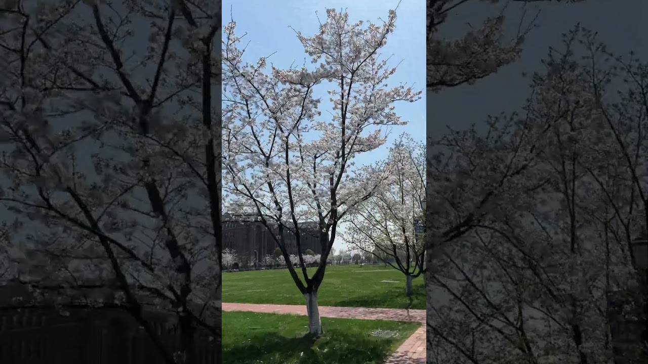 I smell spring in ZJU, Haining Campus