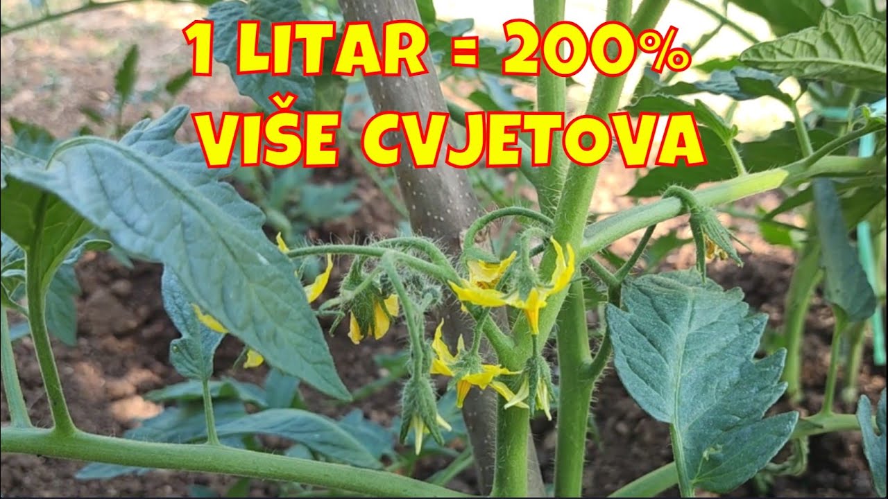 Paradajzu dajte pivo i gledajte kako propjeva