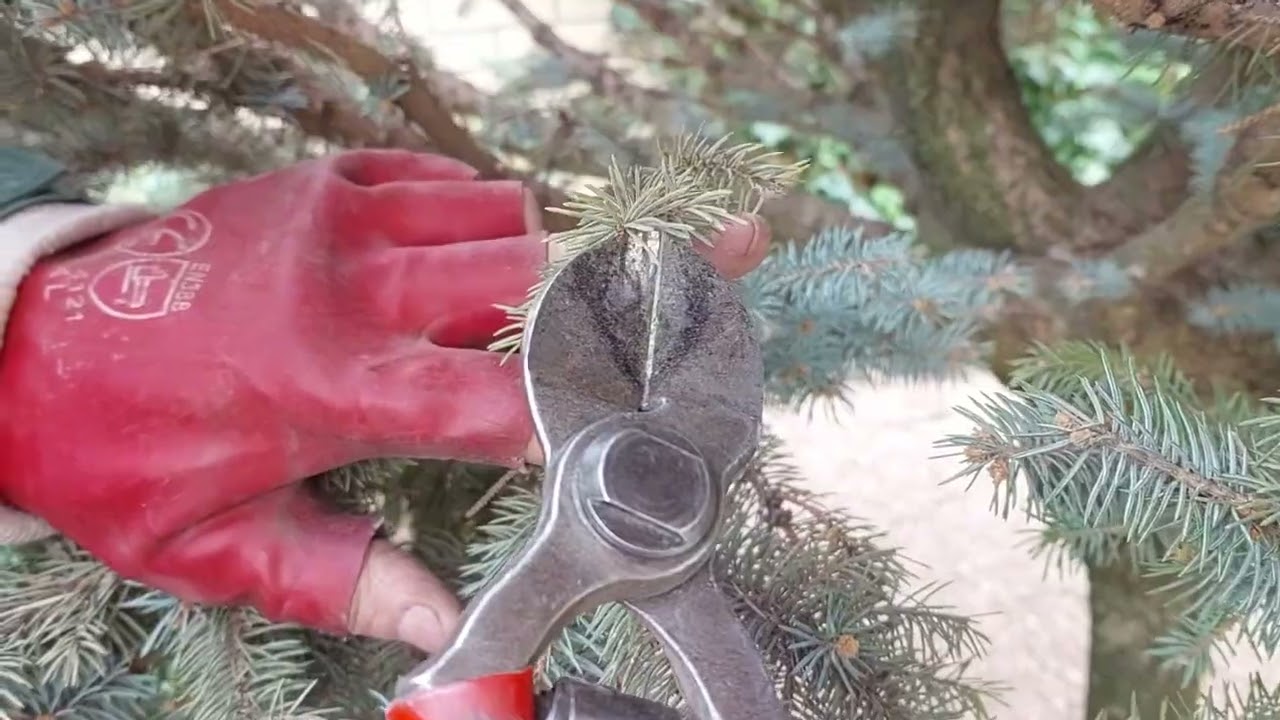 Ель колючая Глаука Глобоза ( Picea pungens Glauca Globosa) 