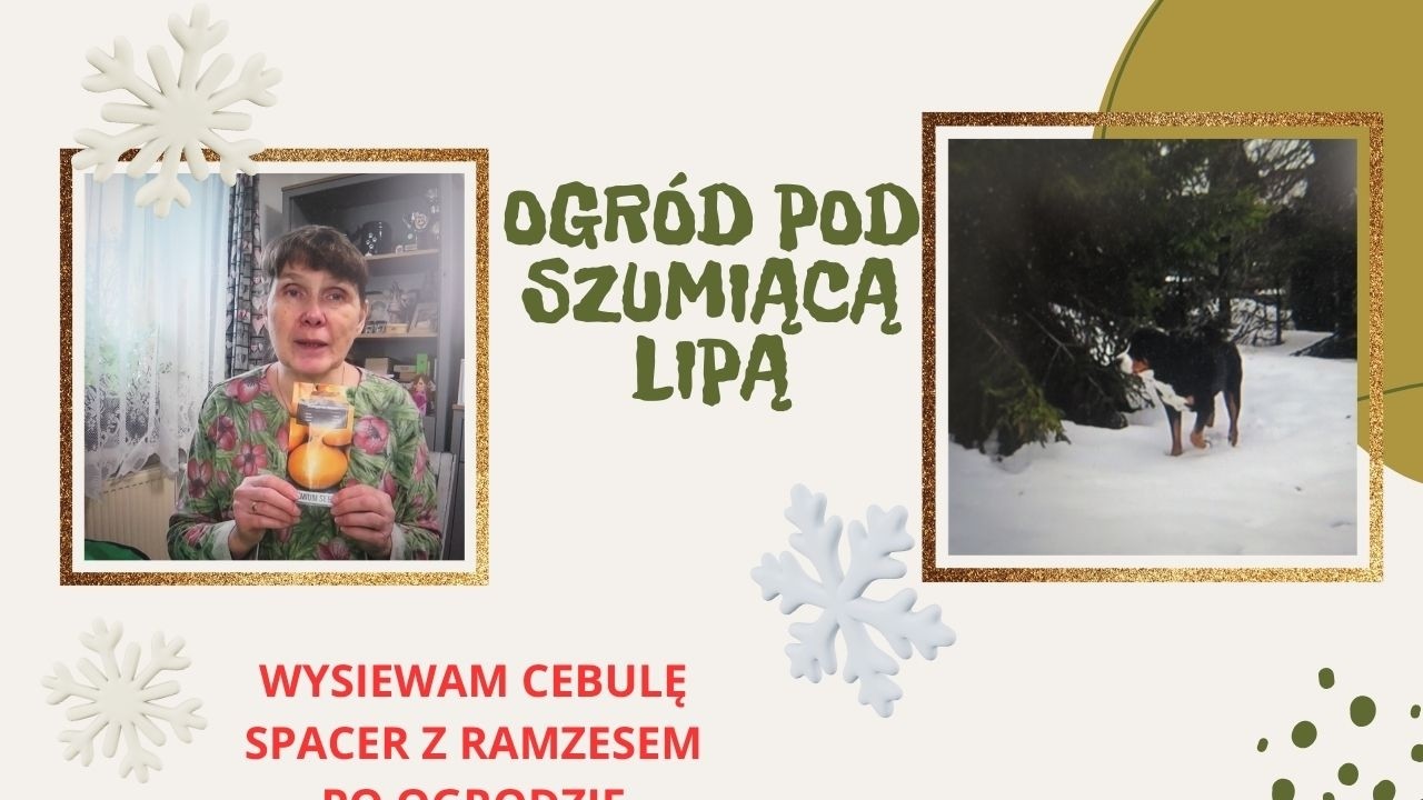 Wysiewam cebulę, spacer z Ramzesem po ogrodzie.