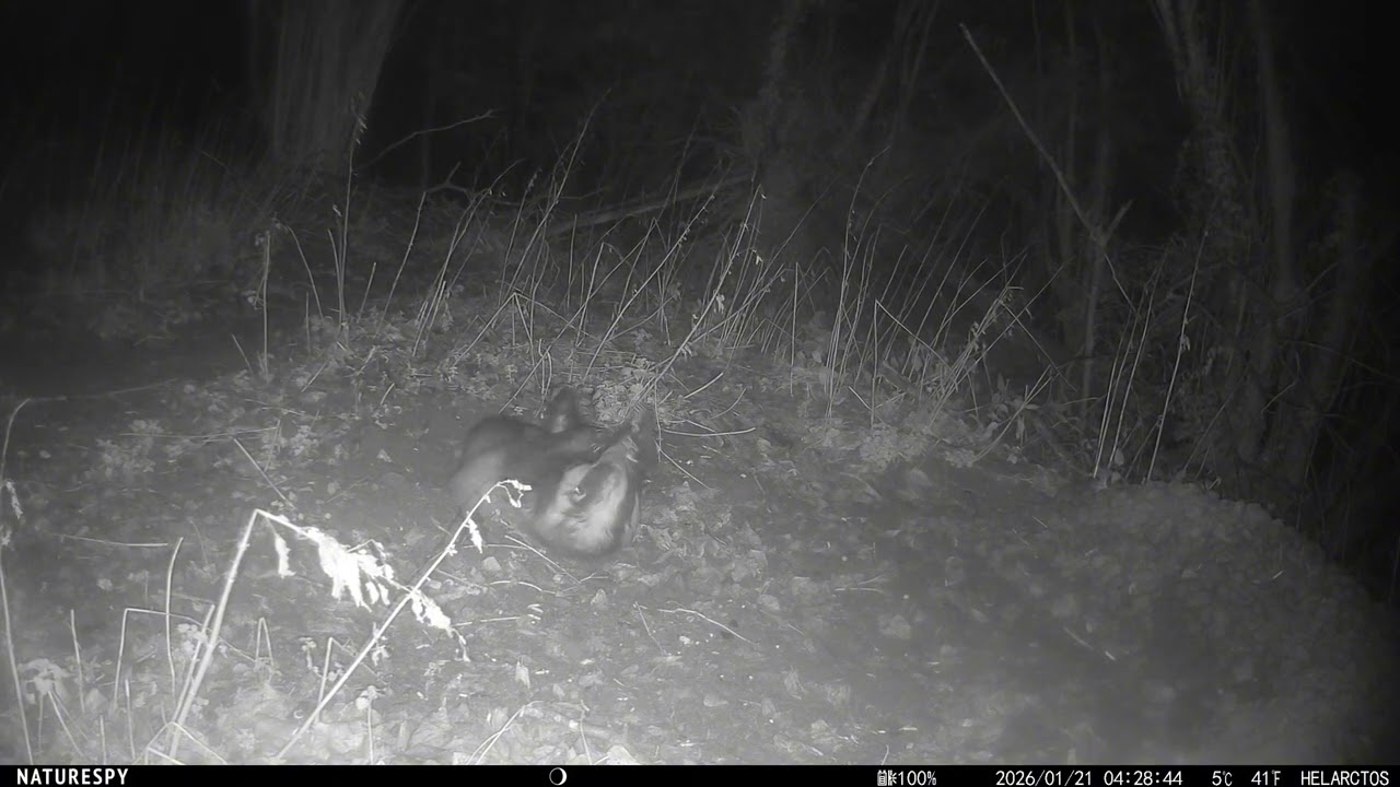 Badgers have baths just like us. Sort of 