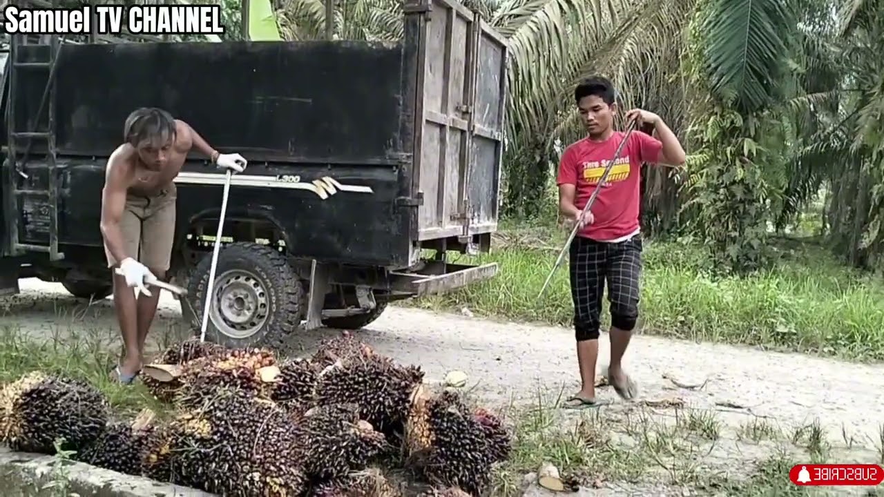 Muat sawit di ladang SP1