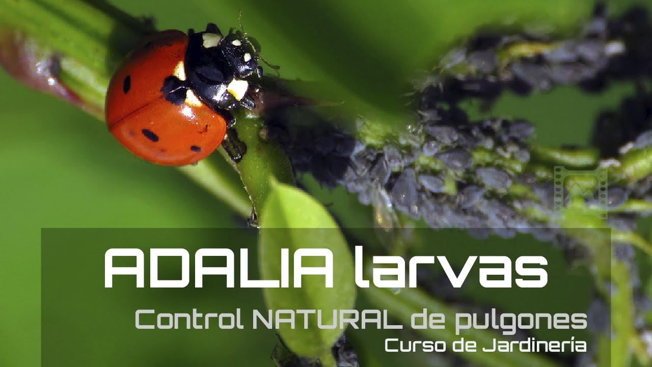 Cómo ELIMINAR el PULGÓN de cualquier cultivo de forma NATURAL 🐞 ADALIA 🌱 [v79] Jardinería | LdN