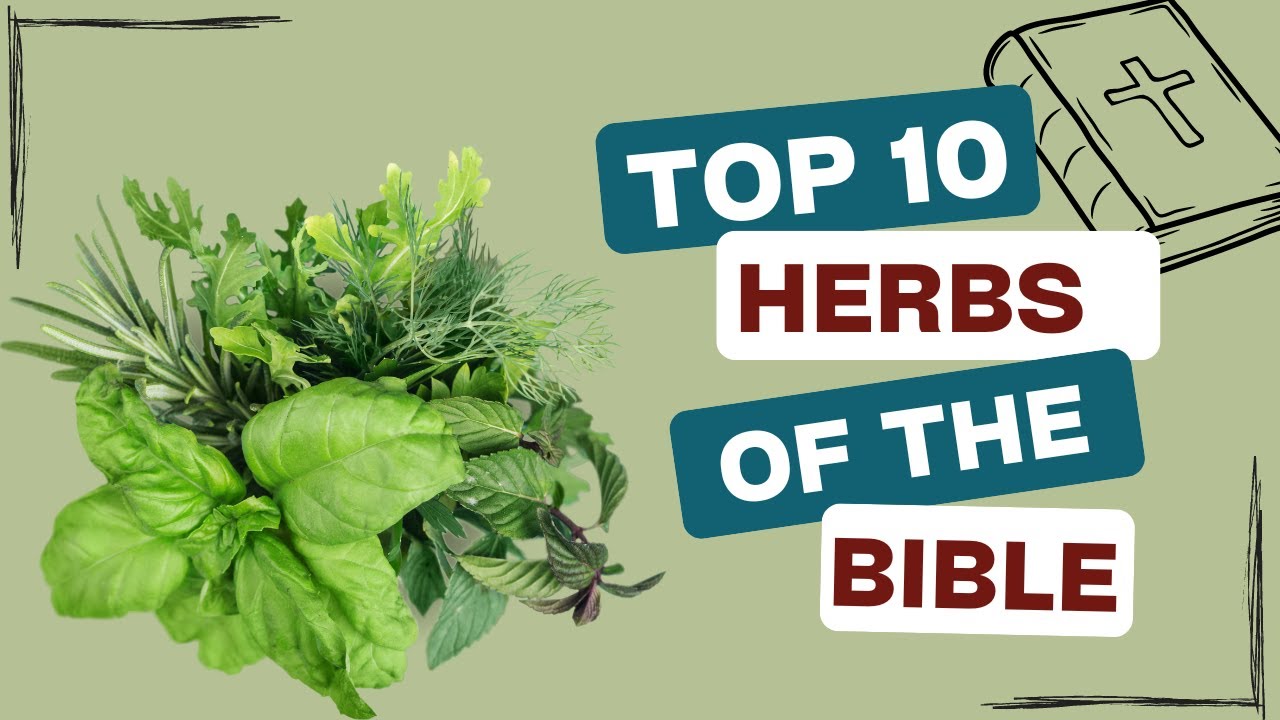Biblical Botanicals: Discover the Top 10 Herbs from Scripture #AncientWisdom #NaturalRemedies