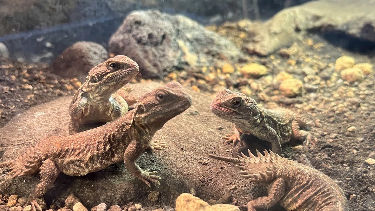 テイラーカワリアガマの日常