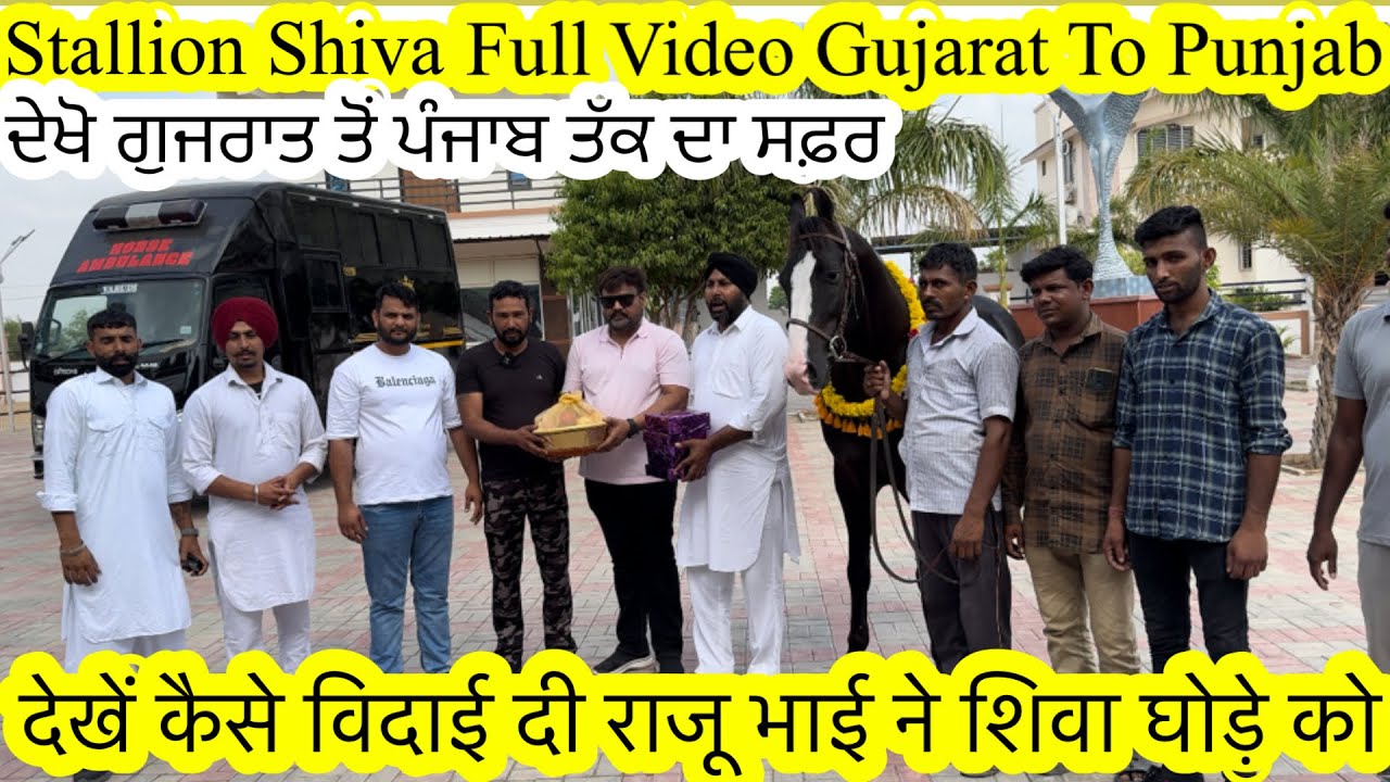 Stallion Shiva Gujarat to Punjab देखें कैसे विदाई दी राजू भाई ने शिवा घोड़े को #beanttulewal