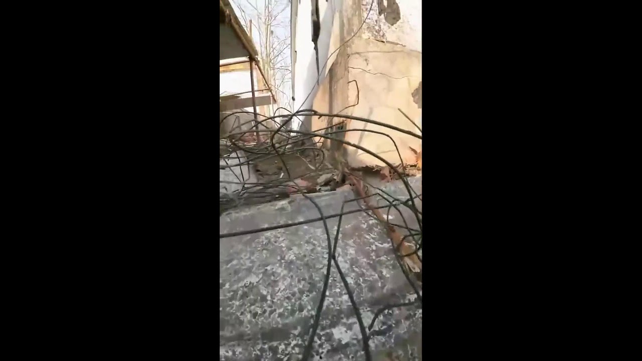 Cat Camera POV Live | Outdoor Cat Walk and Exploration