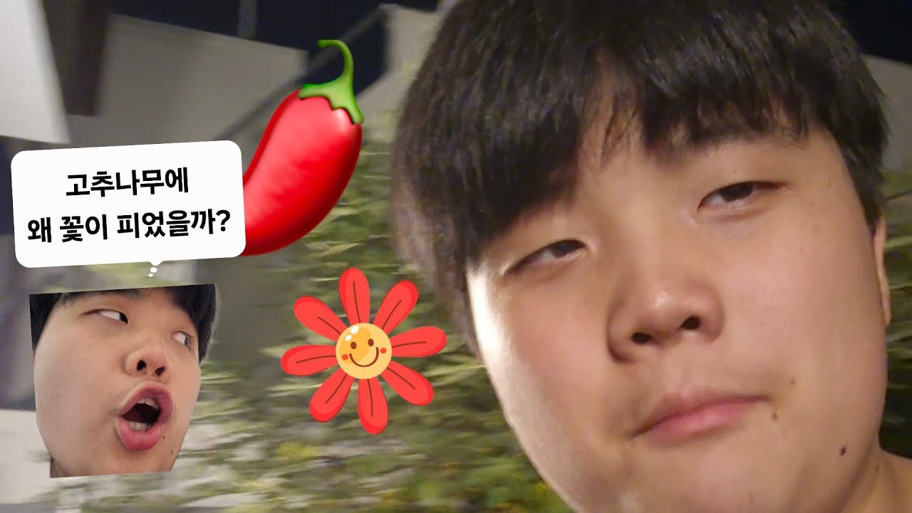 고추체험을 하는데 고추나무에 왜 꽃이 피었을까?