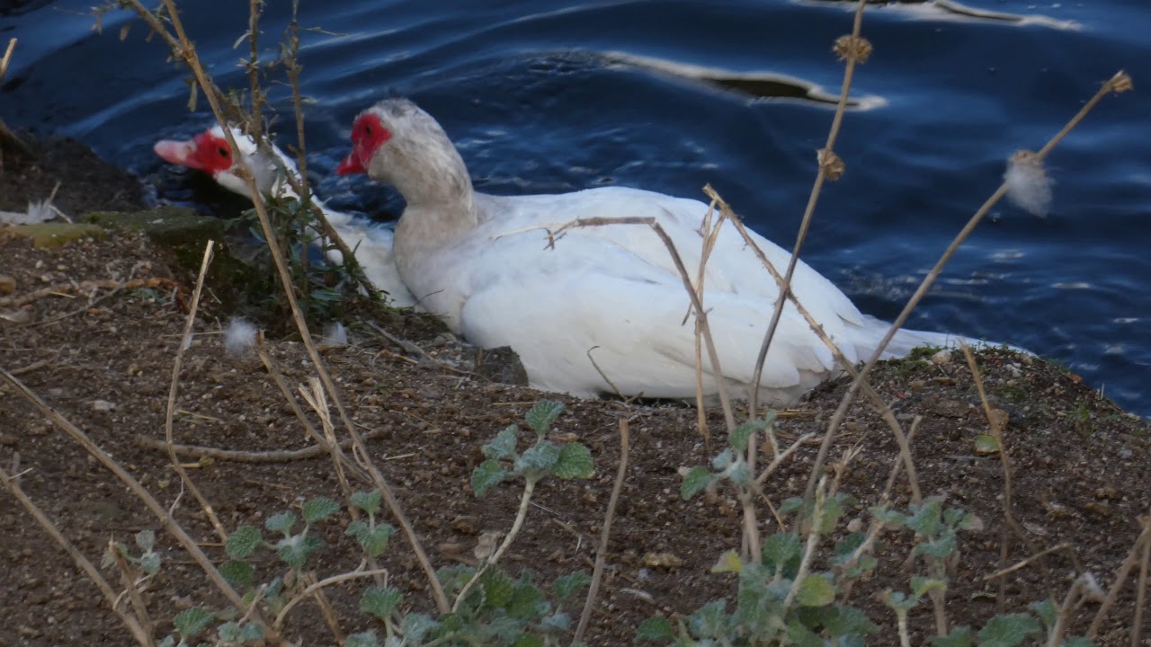 Cópula de patos criollos. Molino de la Hoz (Las Rozas) 5-12-2020