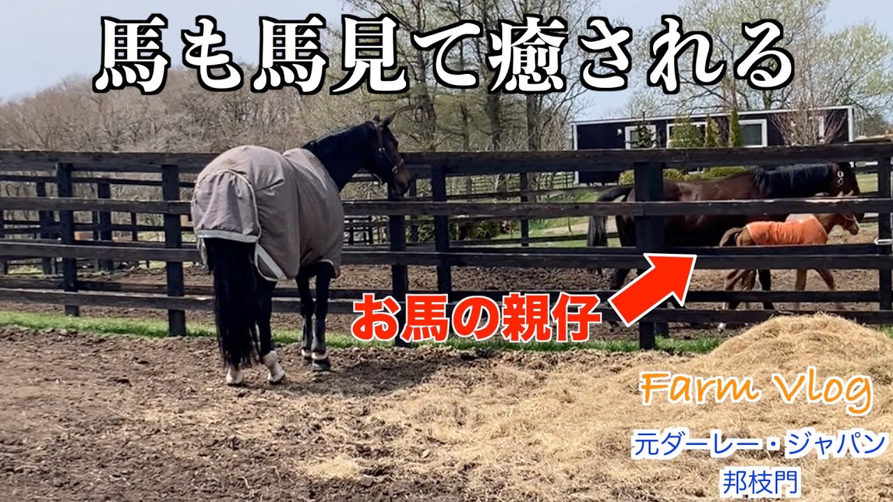 明けましておめでとうございます【午年】馬も馬見て癒される！？45選