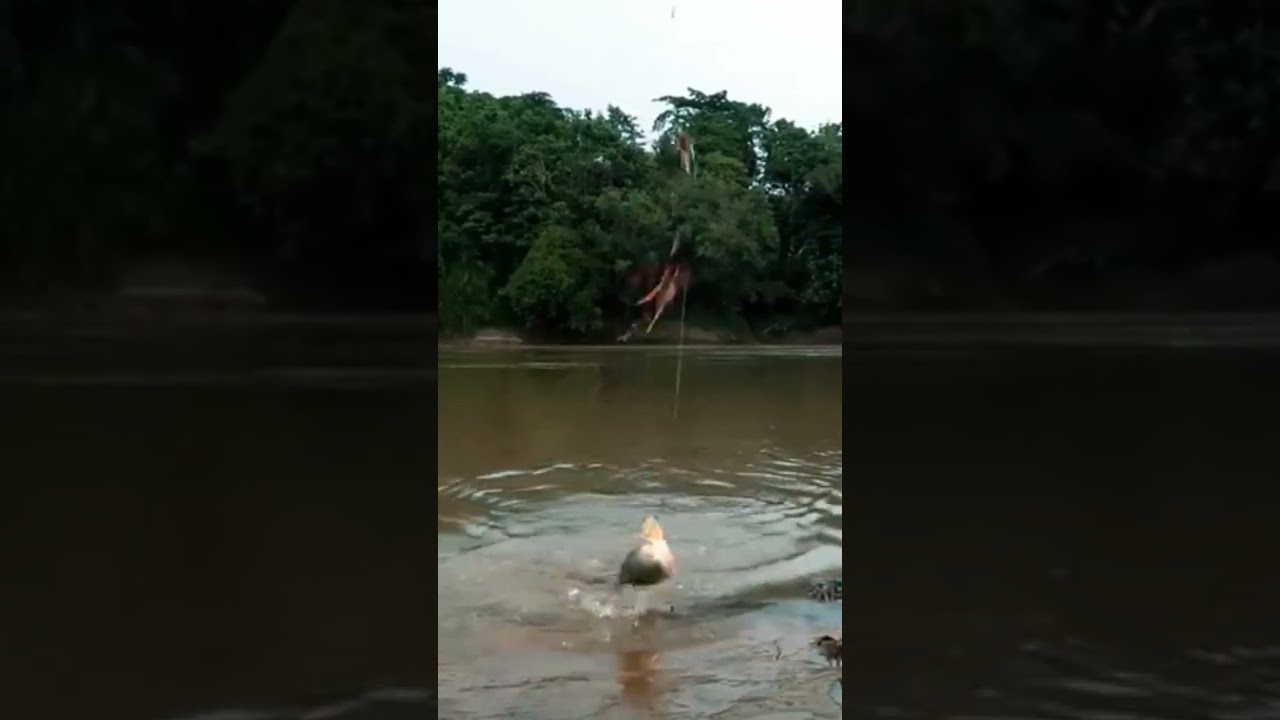 Wuooow Dapat Ikan Mas Sungai Balikin Kelor #shorts