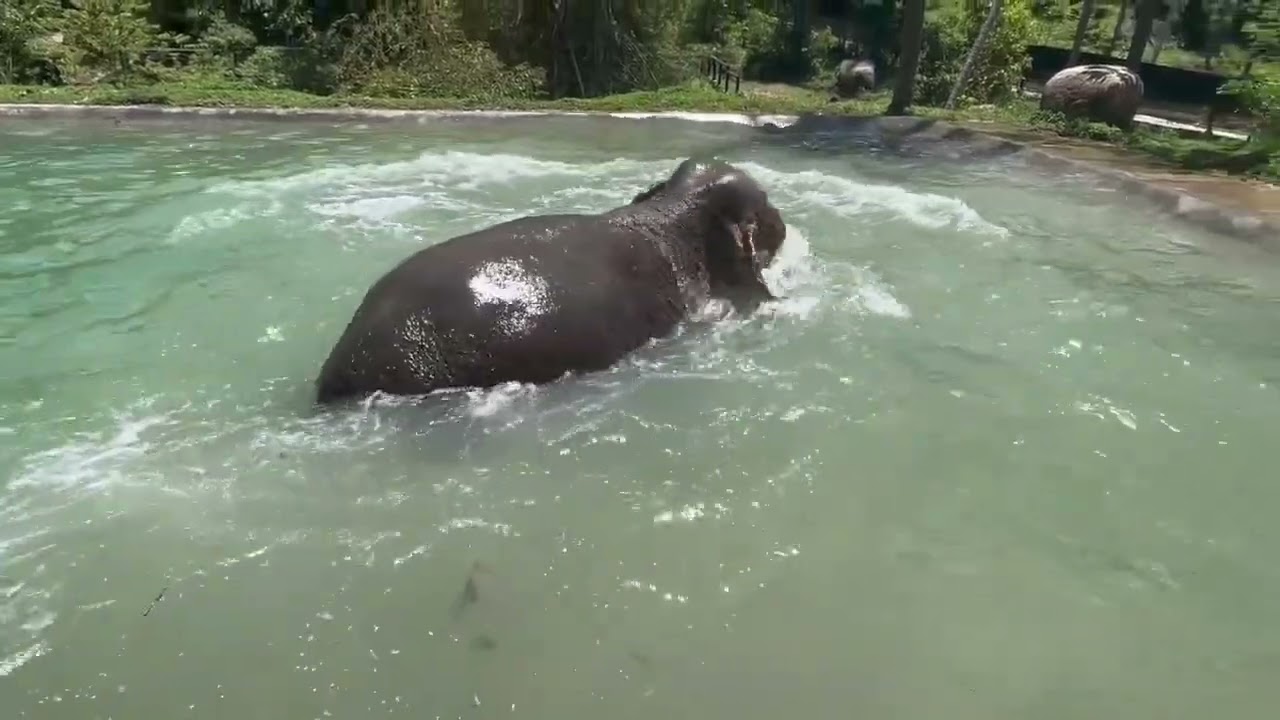 Elephant swimming.
