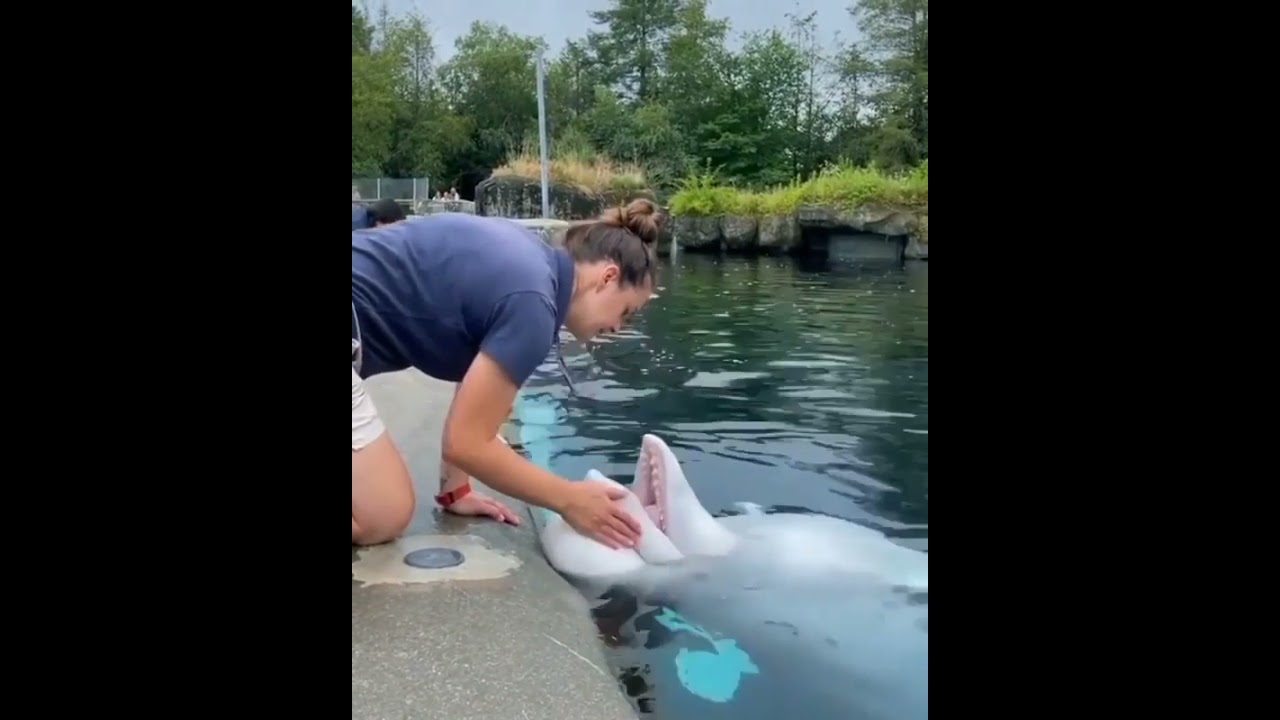 Lucu banget Ikan Paus Beluga nya | Feeding Beluga Whale #shorts #beluga