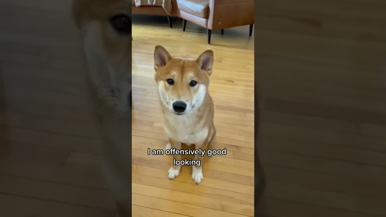 Doge coin #dog #shorts #dogecoin #meme