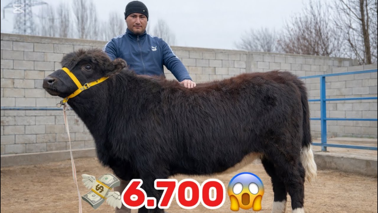 💸6.700.BOSHLAP QOYVORDI AKA UKALAR HUNAJINLAR VA BUQALAR SHOSHLIG 2026_01_03_febral.