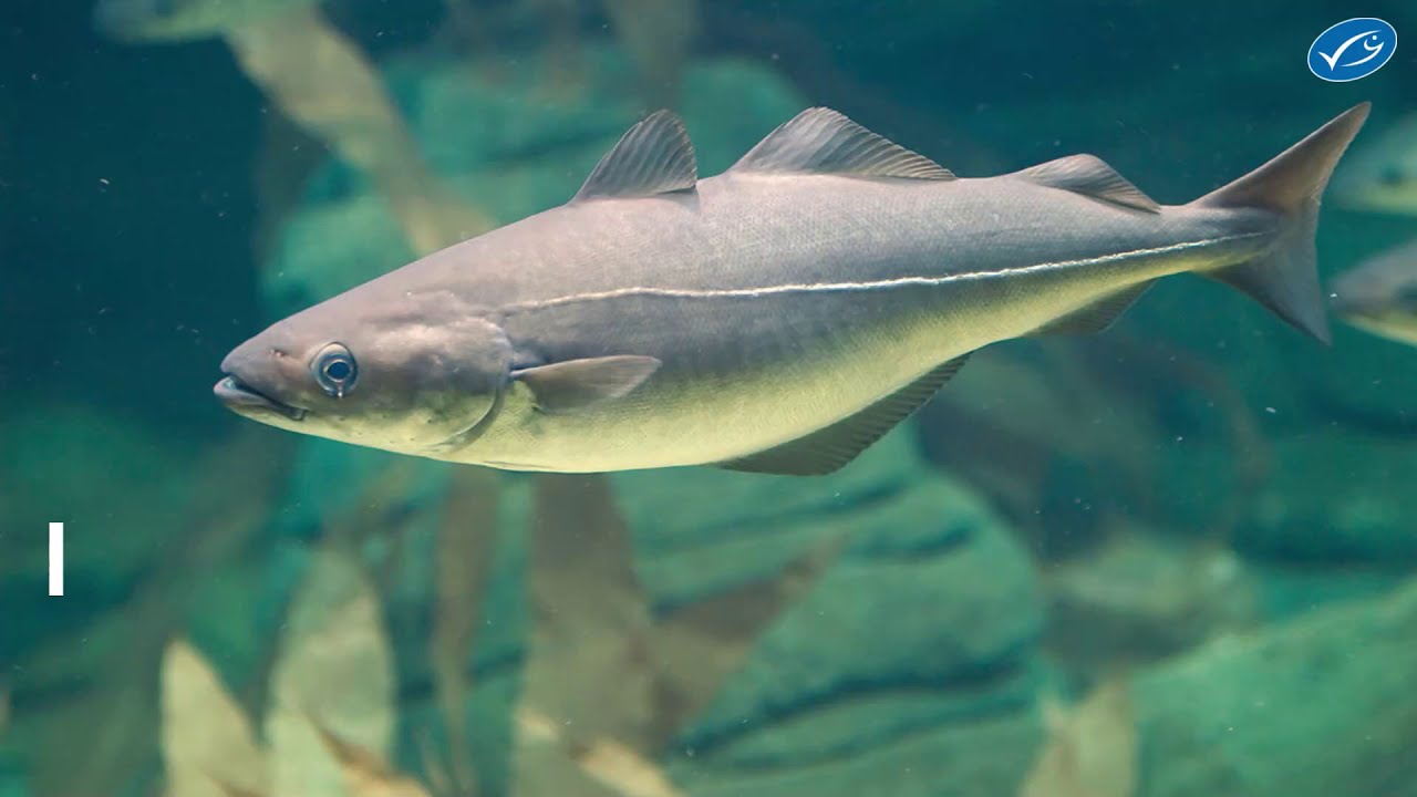 Lachs, Seelachs, Alaska-Seelachs: Was ist der Unterschied?