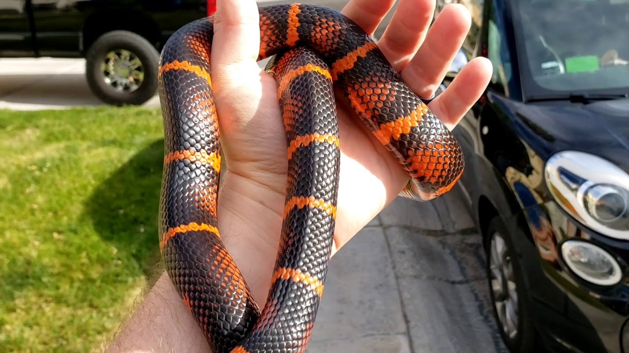 Ember F3 hybrid California king snake x Honduran milk snake