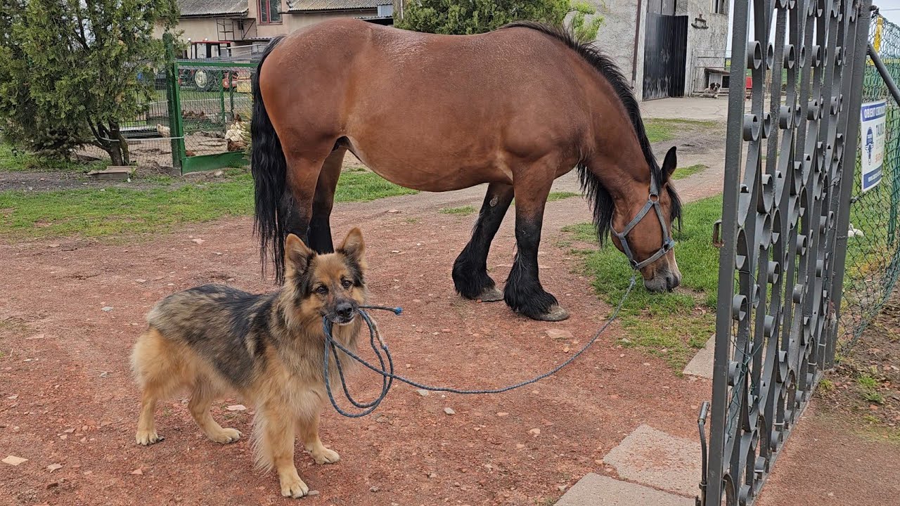 ARES WYPROWADZAJĄCY KONIA JEST TAKI UROCZY  - Sam się tego nauczył