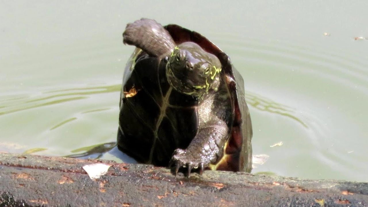 【必死】何とかして日光浴をしたいクサガメ達